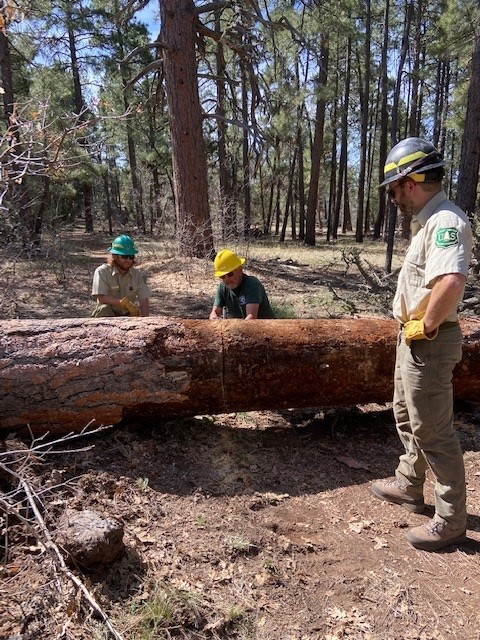 Removing a large tree by hand, to clear Crystal Point Trail.
