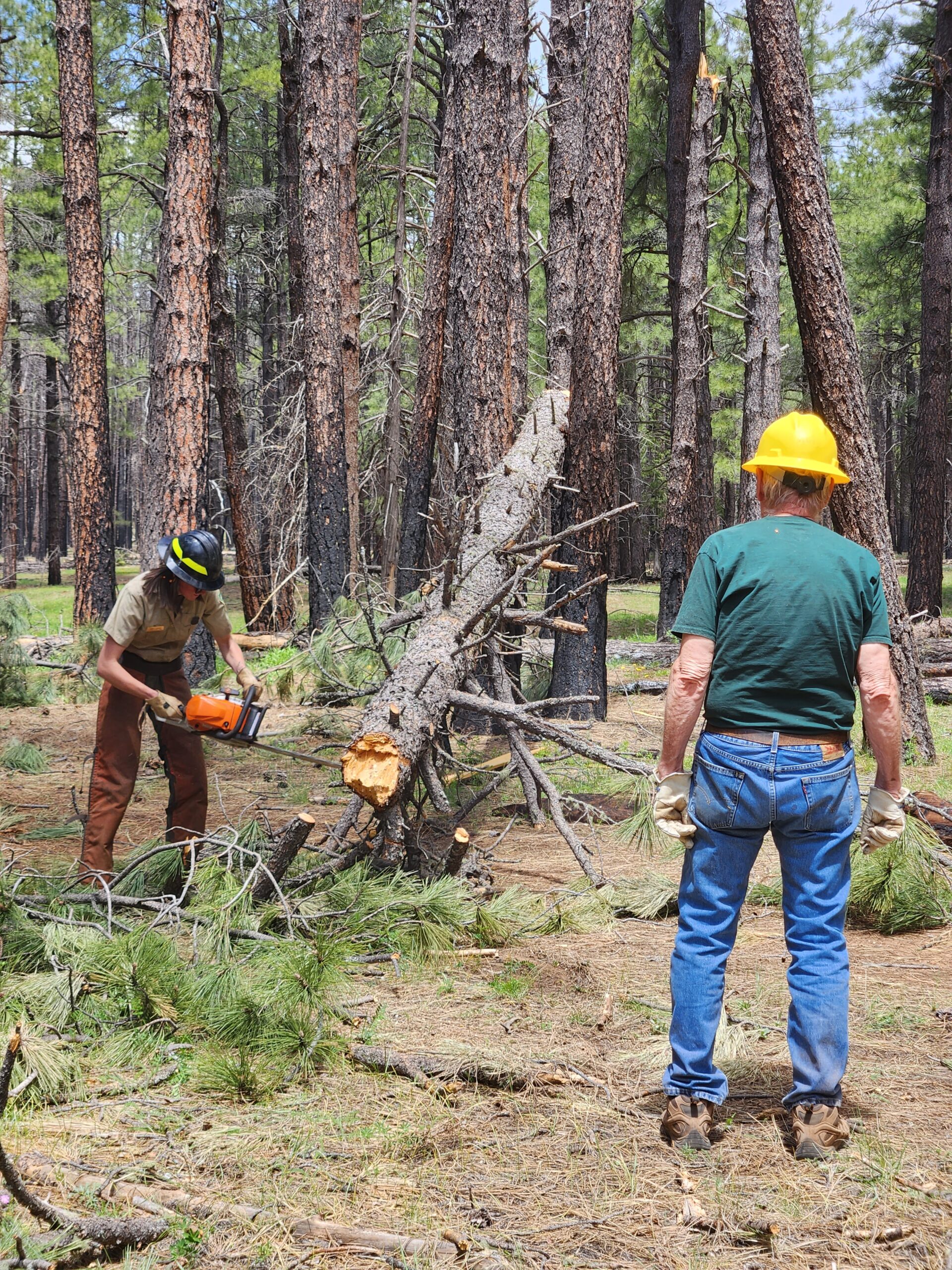 Trail Clearing along Forest Service Road 78A. May 13, 2023