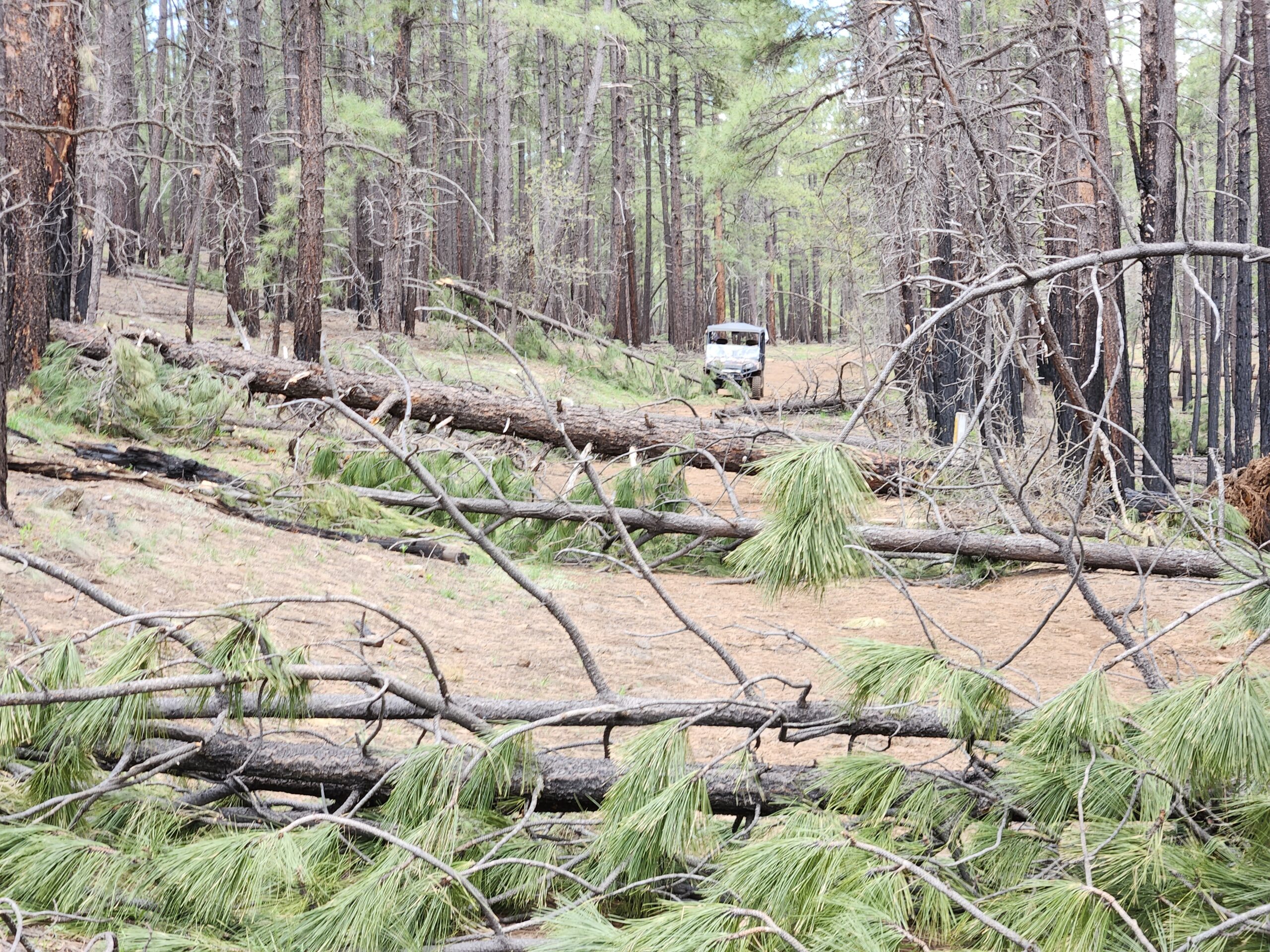 Work to do.. Trail Clearing along Forest Service Road 78A. May 13, 2023