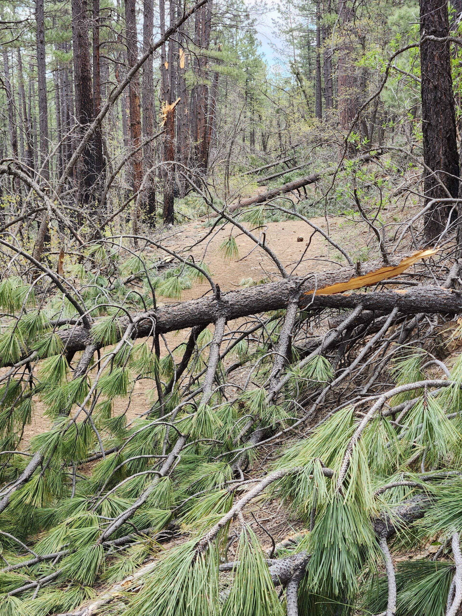 Trail Clearing along Forest Service Road 78A. May 13, 2023