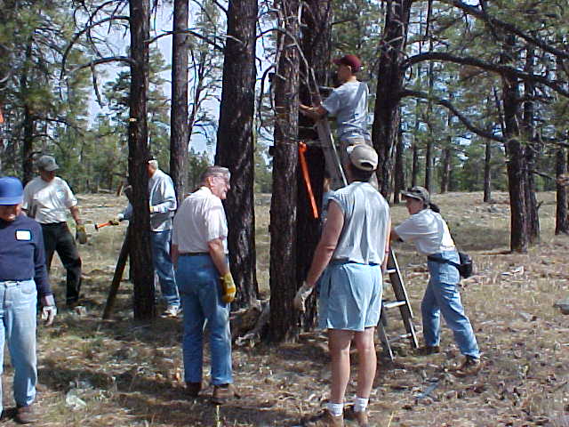 2004 crews work to remove tree